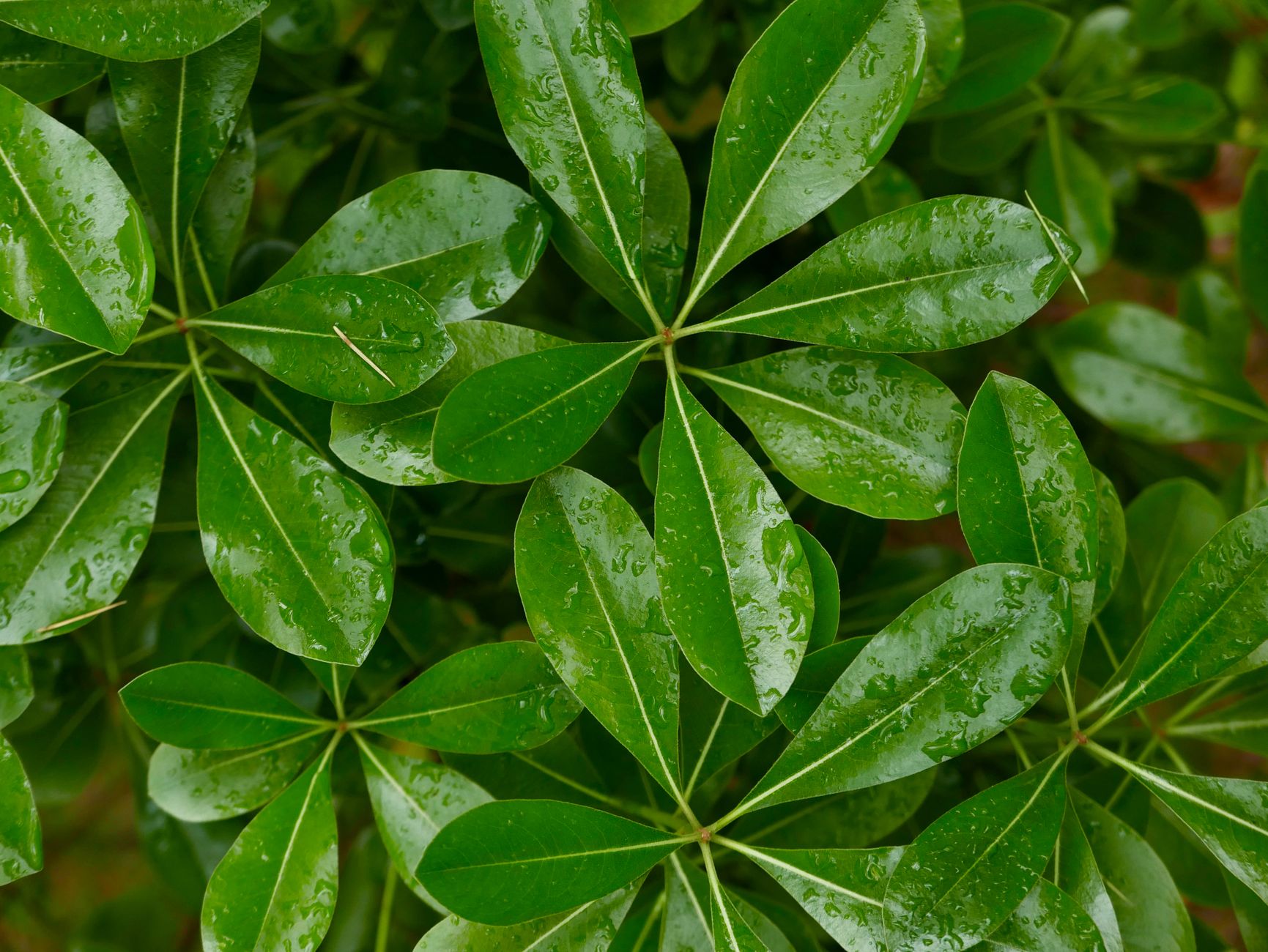 Schefflera arboricola planta paraguas interior