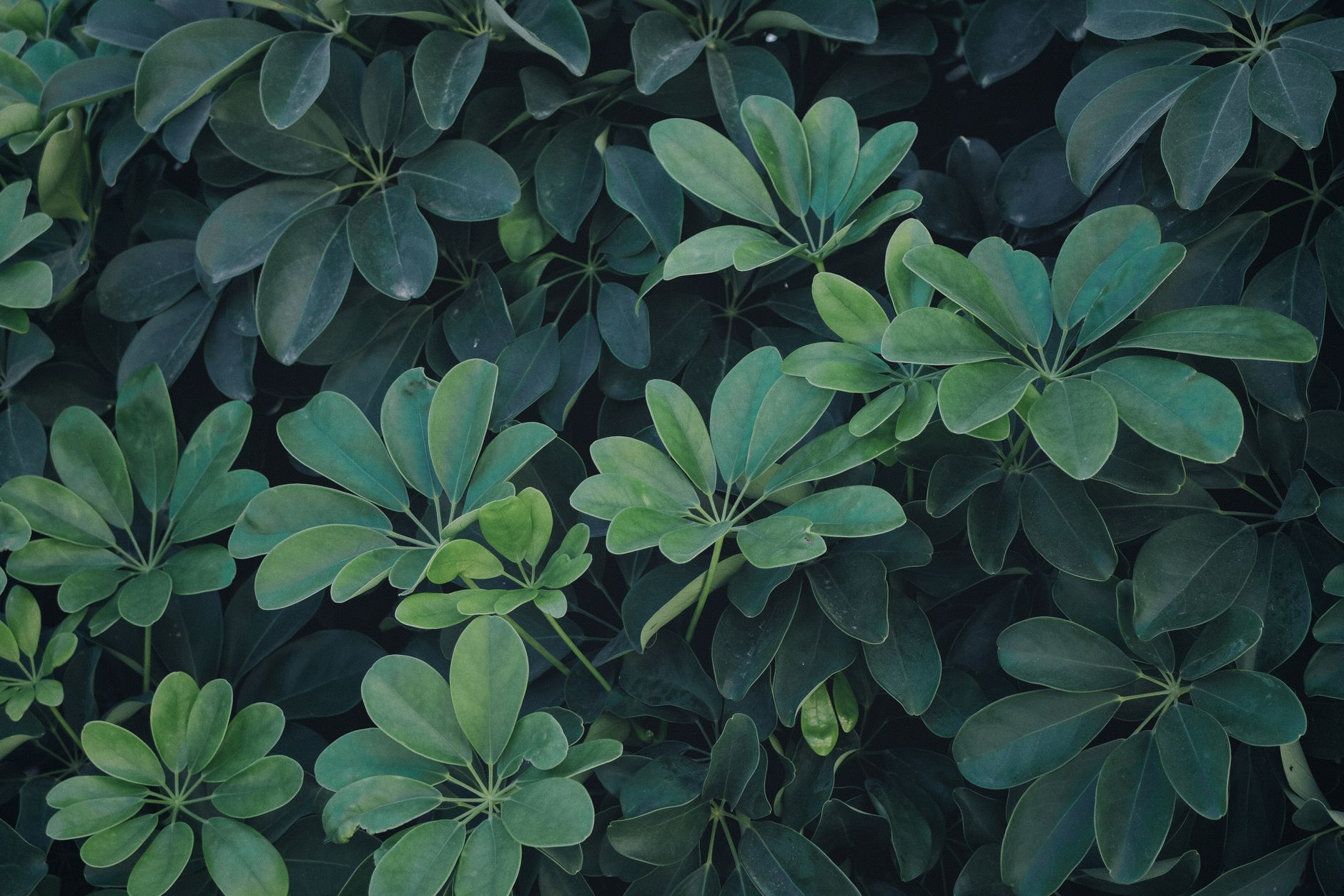 Hojas compuestas de Schefflera arboricola con foliolos verdes brillantes dispuestos en abanico