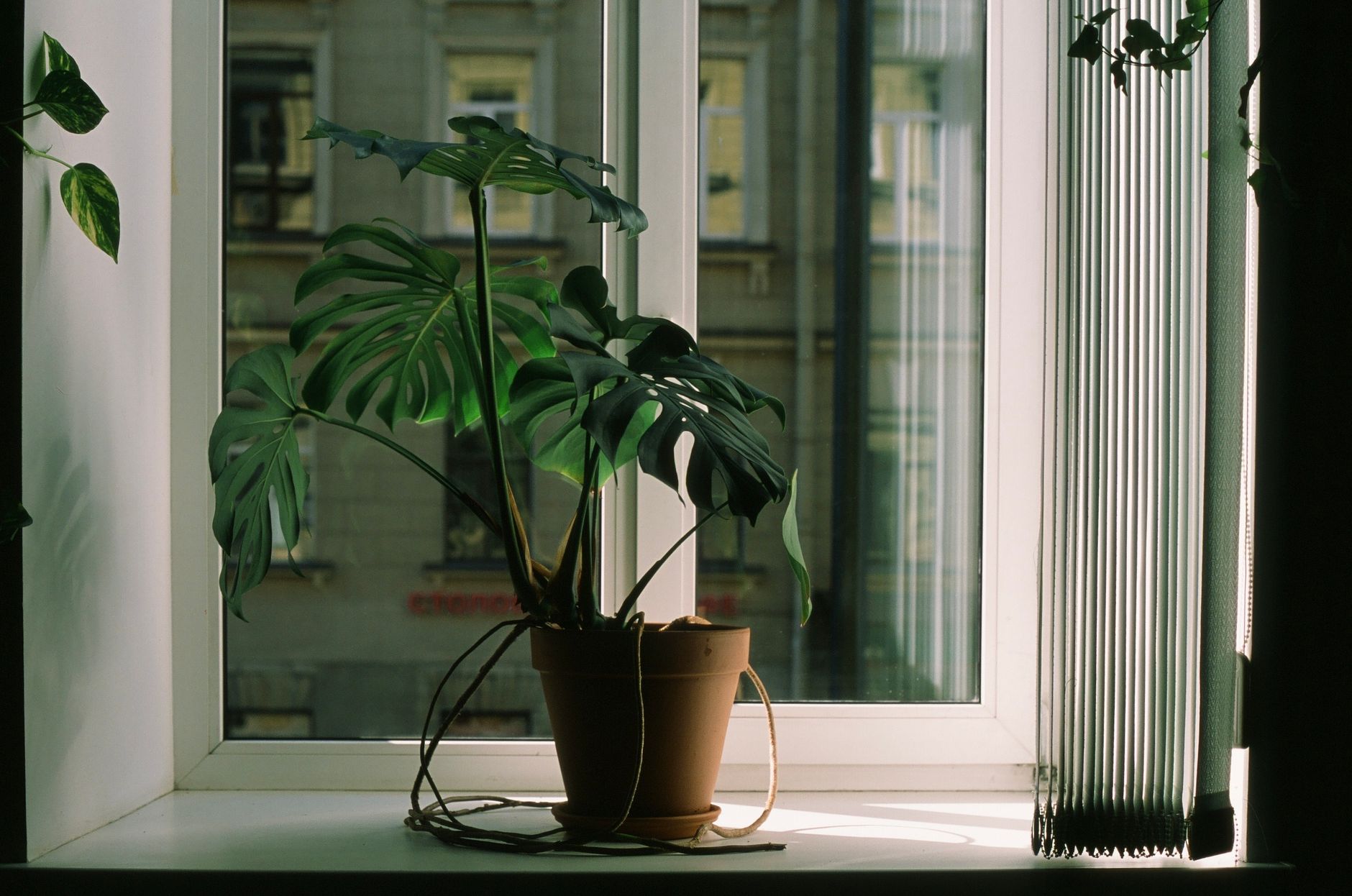 Schefflera en maceta en interior con luz natural indirecta