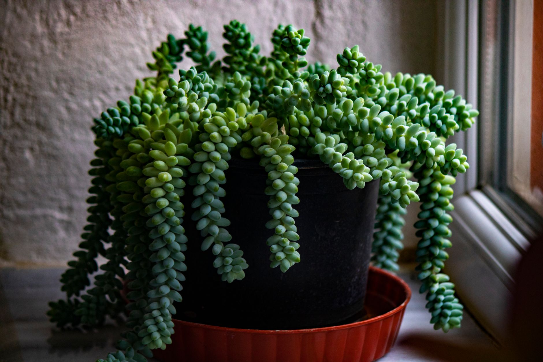 Sedum morganianum cola de burro