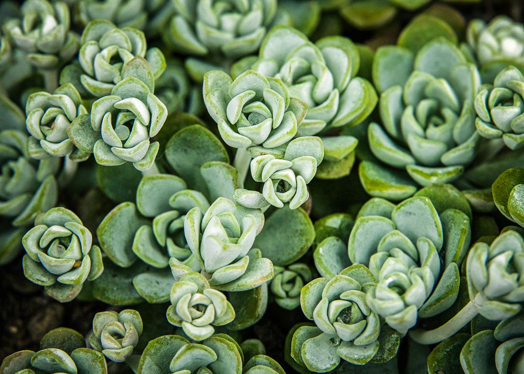 Detalle de las hojas carnosas del Sedum morganianum con su característico color glauco