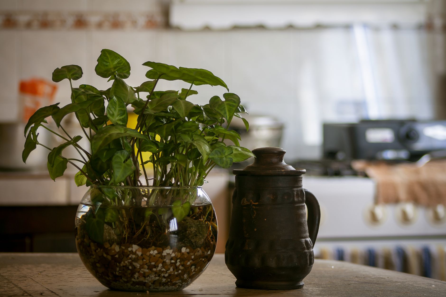 Hojas verdes de Syngonium podophyllum de cerca mostrando la nervadura