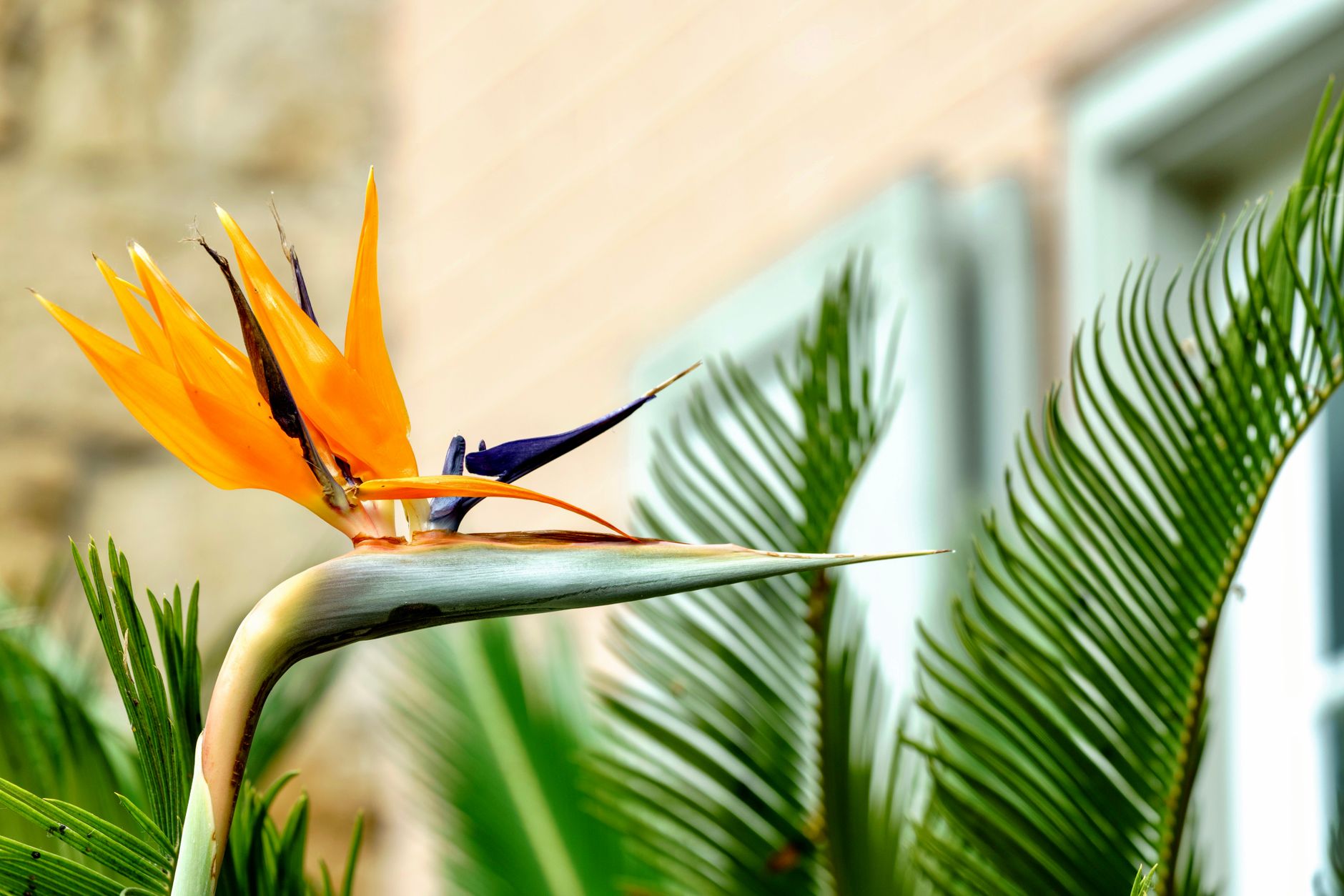 Strelitzia reginae (ave del paraíso) con flores naranja y azul en interior