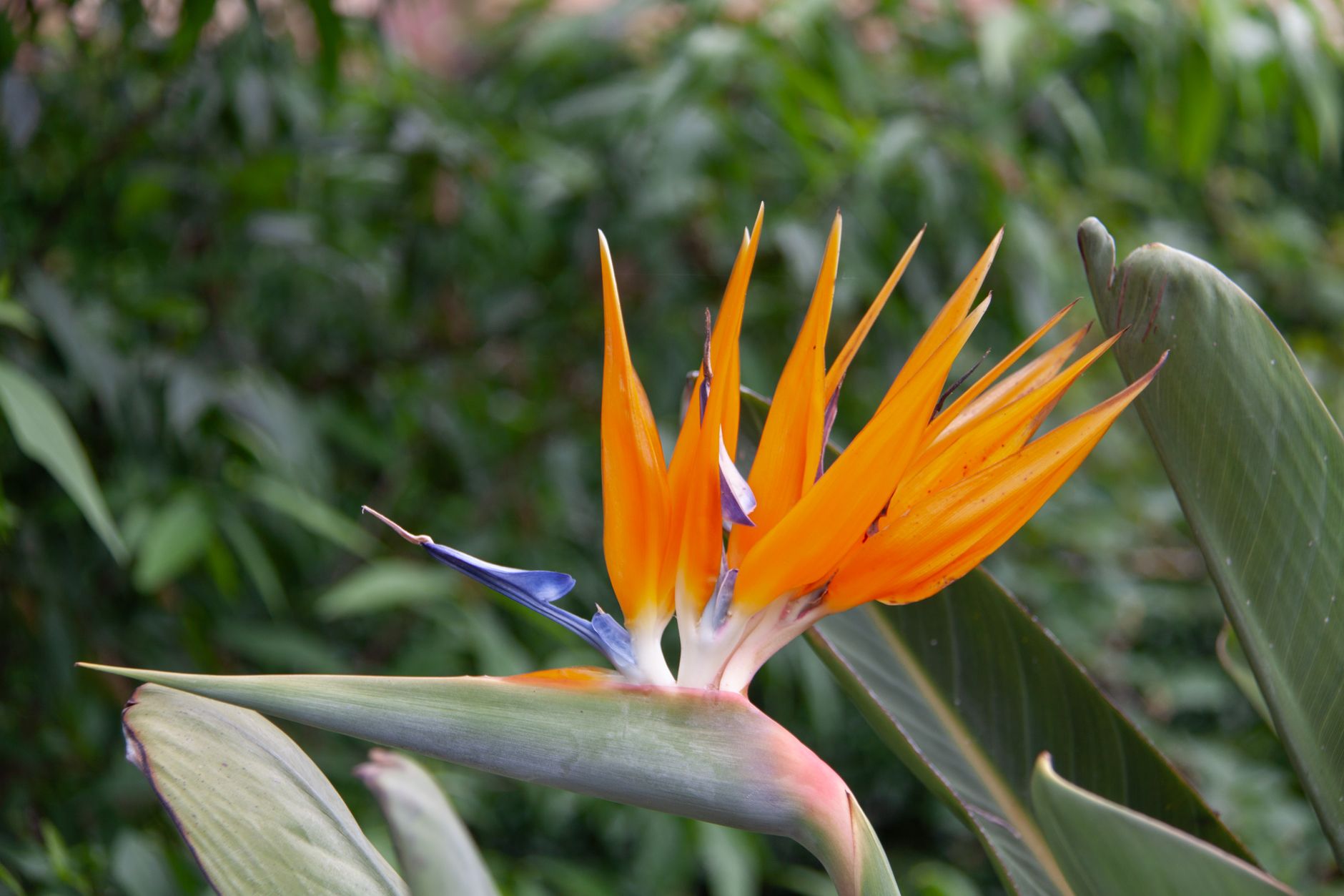 Flores de strelitzia reginae con pétalos naranja y lígulas azules — detalle de la flor ave del paraíso