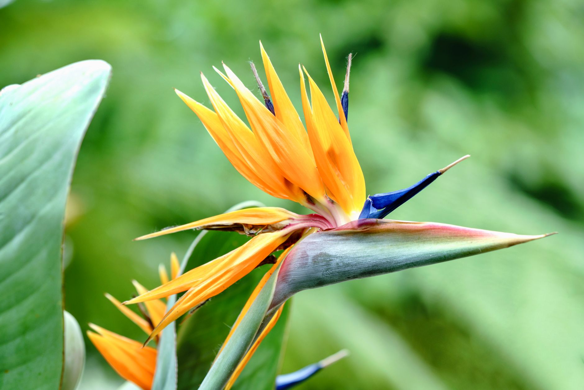 Strelitzia reginae ave del paraíso con flor naranja y azul