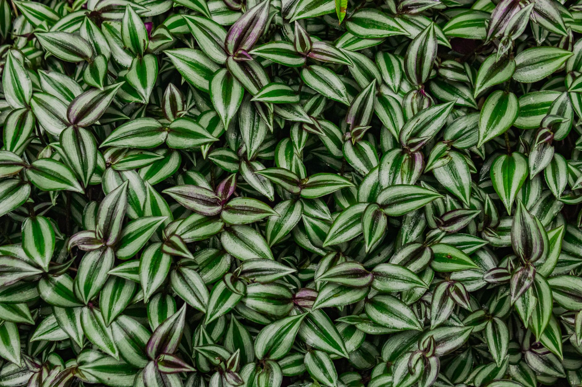 Tradescantia planta colgante de interior