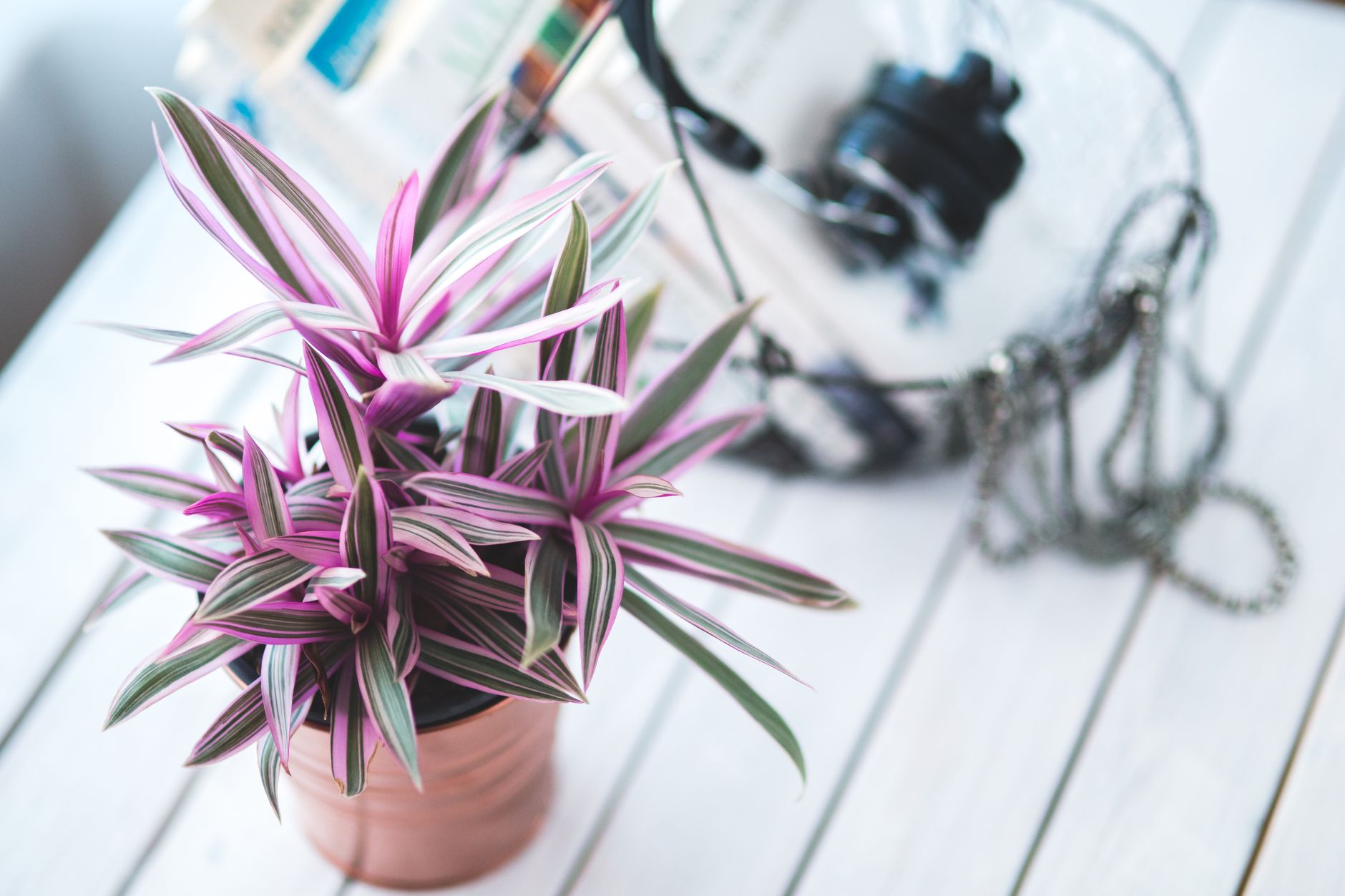 Hojas bicolor de Tradescantia zebrina con tonos plateados y morados bajo luz interior