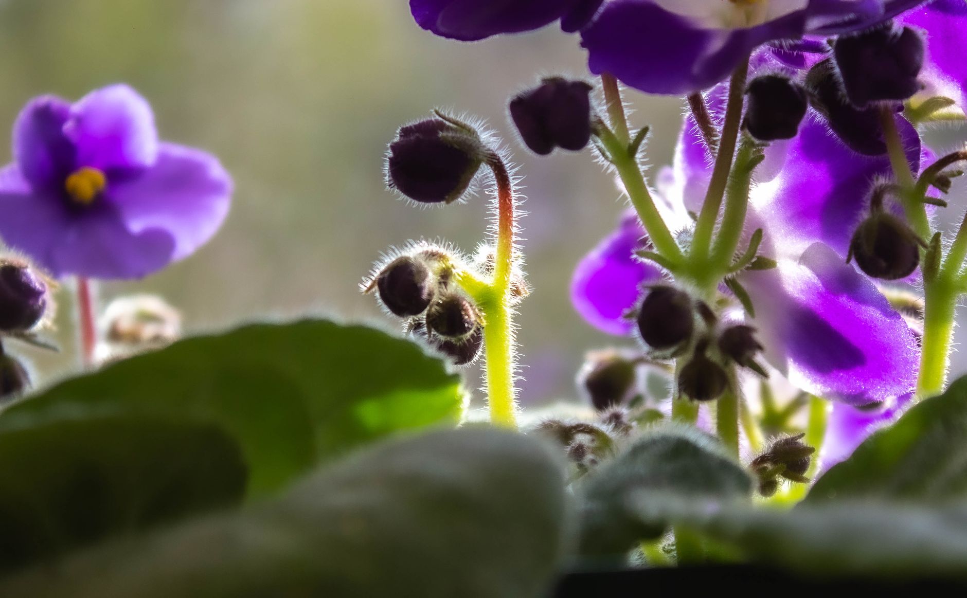 Violeta africana Saintpaulia con flores moradas