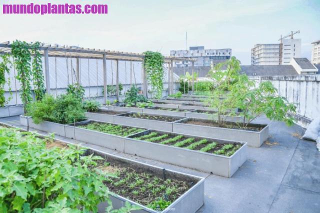 Metode Urban Gardening, Cara Tanam Sayur di Balkon Apartemen Sempit