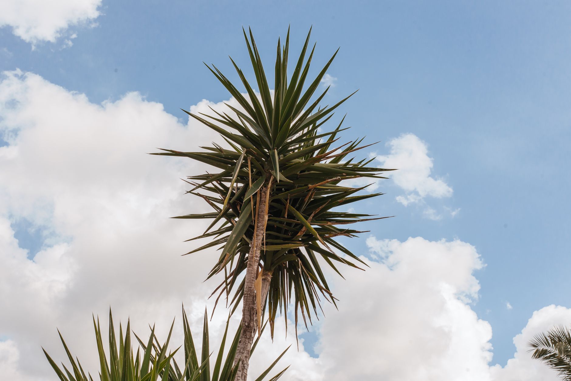 Yuca Yucca elephantipes con hojas puntiagudas en forma de estrella sobre tallo leñoso