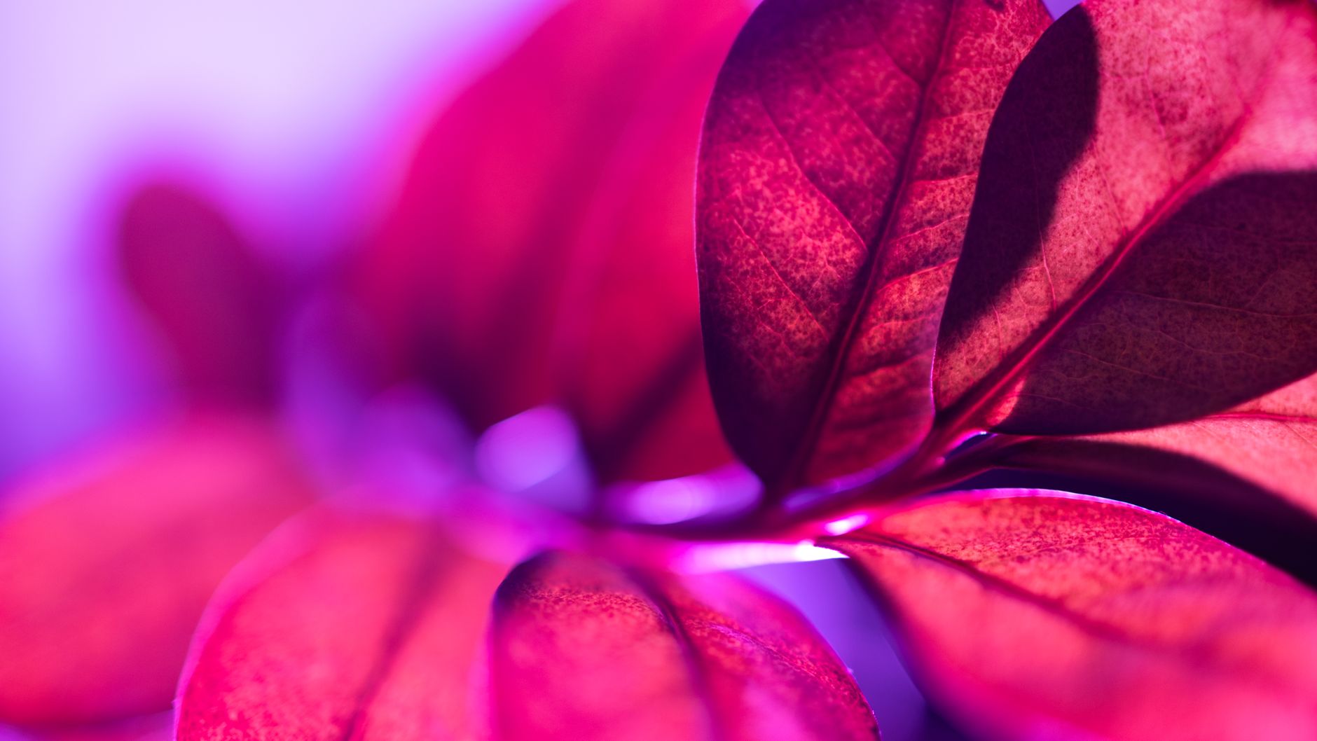 Hojas brillantes de Zamioculca zamiifolia con textura cerosa característica
