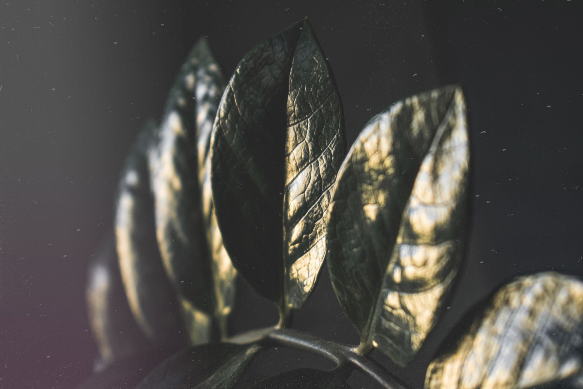 Hojas de zamioculcas ZZ Plant verde oscuro brillante de cerca